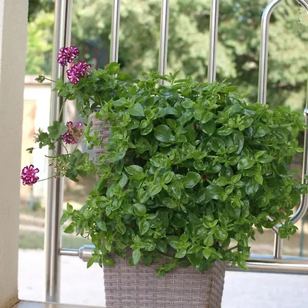 Apartmán Mirasol Umag