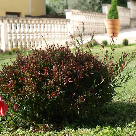 Mirasol Apartament *